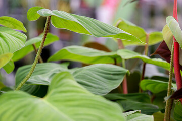 Philodendron with neon green leafs