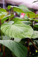 Philodendron with neon green leafs