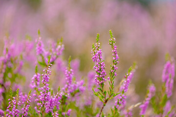Selective focus of purple flowers in the filed, Calluna vulgaris (heath, ling or simply heather) is...