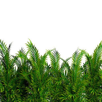 Naturaleza tropical aislada sobre fondo transparente.
Fondo de plantas y arbustos. Hojas y troncos de bamb&uacute;.