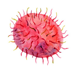 Watercolor rambutan fruit illustration isolated on white