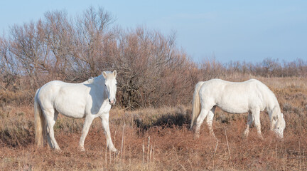 Deux chevaux blancs de Camargue dans le sud de la France. Chevaux élevés en liberté au milieu...