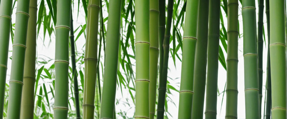 Detailed Bamboo Background