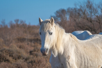 Cheval blanc de Camargue dans le sud de la France. Chevaux élevés en liberté au milieu des taureaux Camarguais dans les étangs de Camargue. Dressés pour être montés par des gardians.	