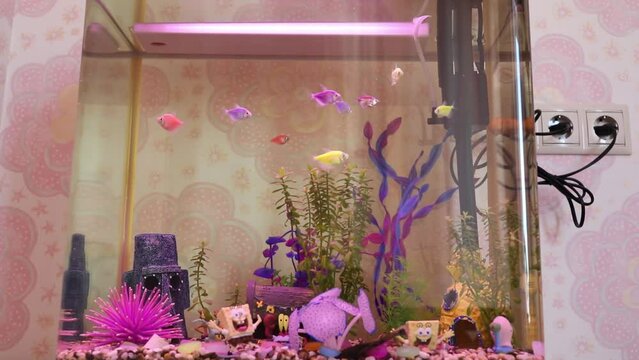 Small aquarium with colorful fish and different decorations