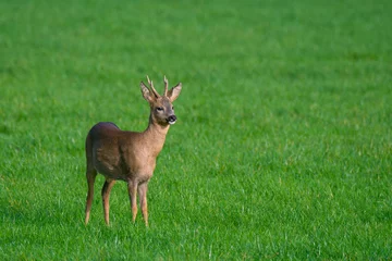Poster European roe deer (Capreolus capreolus) male foraging in grassland in autumn © Philippe