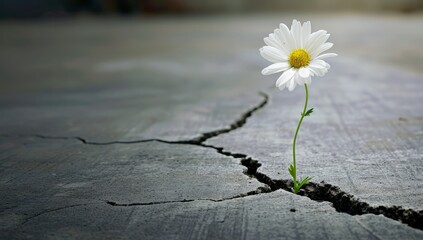 White daisy flower growing through crack in cement floor with copy space