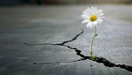 Fototapete White daisy flower growing through crack in cement floor with copy space © Meow Creations
