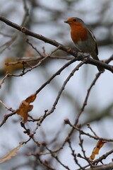 Robin