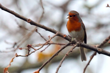 Robin Chirp
