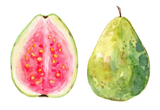 Watercolor guava fruit set illustration isolated on white
