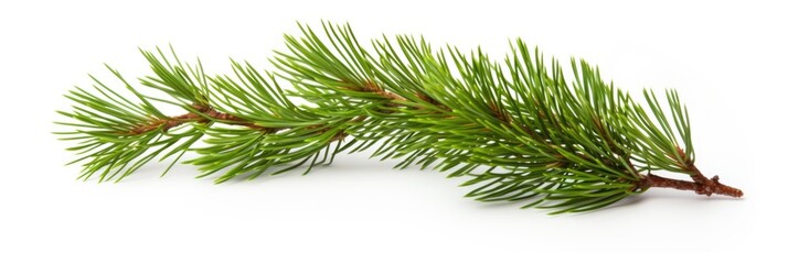 Twigs of pine needles on a light background