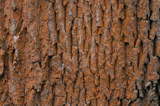 trentepohlia algae on tree trunk closeup selective focus
