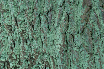 Lepraria incana,  dust lichen on oak bark closeup selective focus