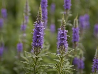Naklejka premium Hyssop (Hyssopus officinalis) in the garden