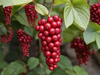 Fototapeta premium Schisandra (Schisandra chinensis) in the garden