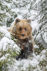Closeup Adult Brown bear in winter forest. Animal in wild nature