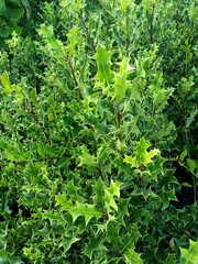 wild holly bush in the Kerala countryside