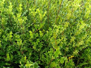 wild holly bush in the Kerala countryside