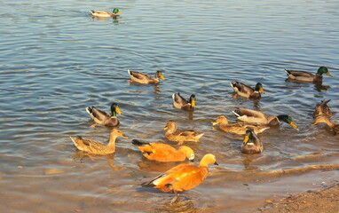 Ogari ducks on the pond in the city park - obrazy, fototapety, plakaty