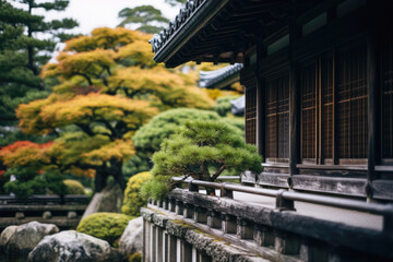 Fototapeta na wymiar Bonsai tree in a Japanese garden in Kyoto, Japan.
