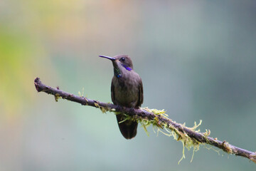 Colibrí © AndraMontano