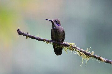 colibrí