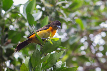 Ramphocelus Flammigerus, Tangara
