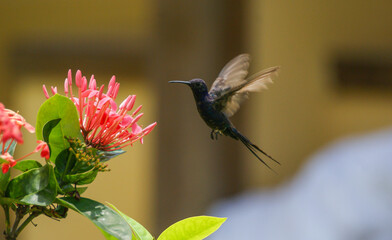 Breitschwingenkolibri, Eupetomena macroura