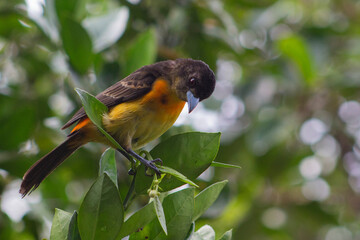 Ramphocelus Flammigerus