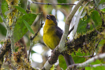 Tangara