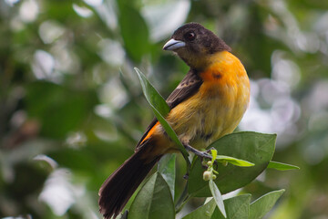 Ramphocelus Flammigerus Hembra.
Tangara 