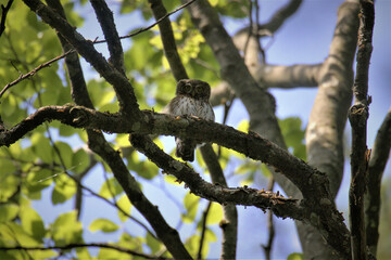 Sperlingskauz, Glaucidium passerinum