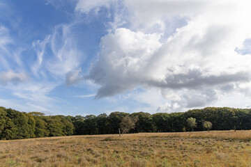 Obraz premium Panoramic view over some of the heathlands and woodlands of Hoge Veluwe National Park (Het Nationale Park De Hoge Veluwe) the Netherlands with dramatic white clouds in blue sky