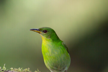Chlorophanes Spiza Mielerito Verde Hembra
