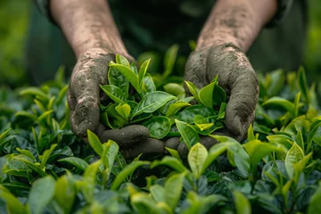 Poster Hands of plantation worker harvesting tea © Dzmitry