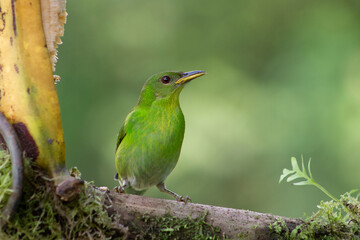 Chlorophanes Spiza Mielerito Verde. Hembra