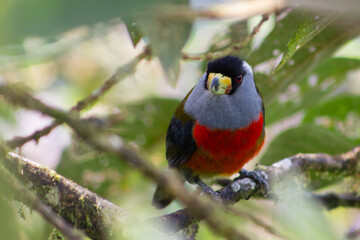 Semnornis Ramphastinus Toucan Barbet. Pájaro