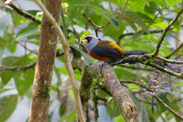 Semnornis Ramphastinus Toucan Barbet. Pájaro