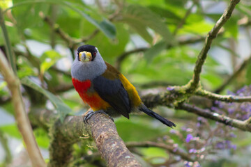 Semnornis Ramphastinus Toucan Barbet. Pájaro