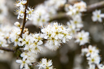 Close up of the white flowers of the blooming blackthorn with center focus and remaining branch and...