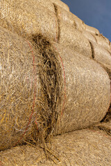 wheat straw collected in stacks after grain harvest