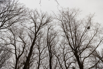 Fototapeta premium deciduous trees in winter during snowfall