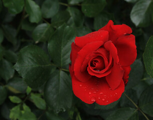photograph of beautiful red rose in full bloom 