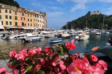 Bateaux dans le port de plaisance du village de Portofino en Ligurie sur la Riviera italienne, au bord de la mer Méditerranée, avec vue sur le château / castello Brown, et des fleurs rouges (Italie)