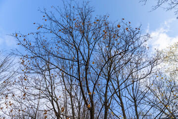 maple in autumn in cloudy weather