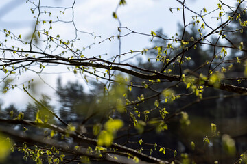 a close-up of a linden branch in spring