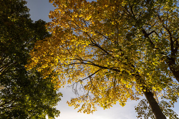 yellowing foliage on maples in autumn weather