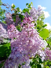 lilac bush against sky background