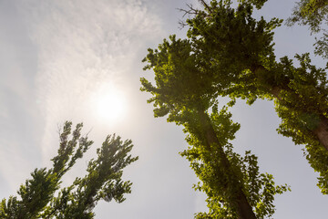 beautiful green lime trees in warm sunny weather